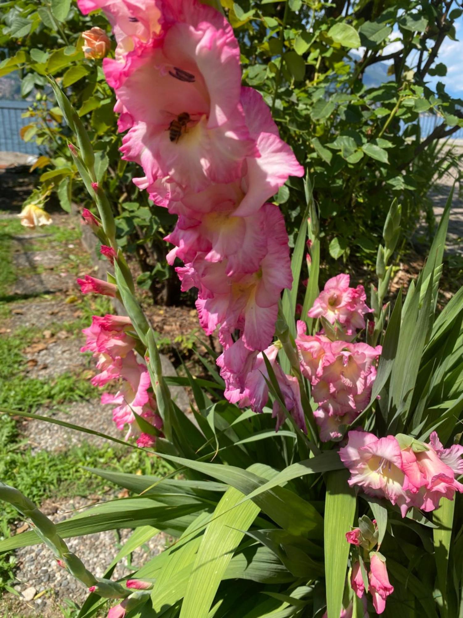 Peonia Apartment - Appartamento Vista Lago レッツェノ エクステリア 写真